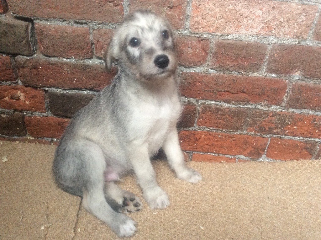 Lurcher dog puppy for sale. | in Dereham, Norfolk | Gumtree