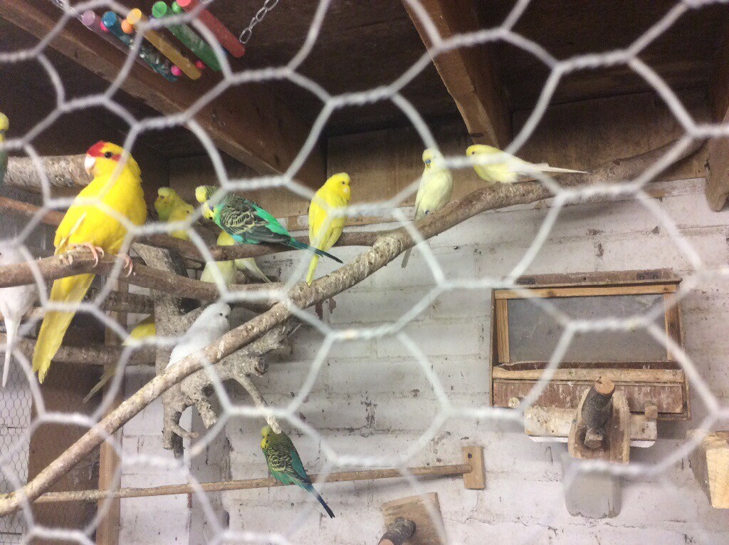 Pet budgies for sale in Lurgan, County Armagh Gumtree