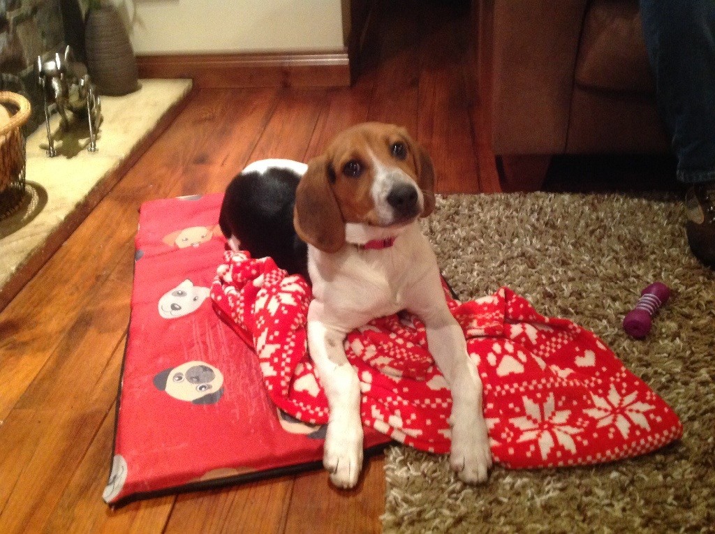 Beautiful Beagle Harrier pup for sale in Ballyclare, County Antrim
