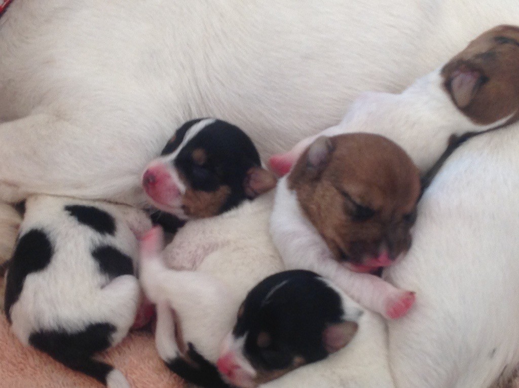 Gorgeous Jack Russell Puppies For Sale In Chichester West Sussex