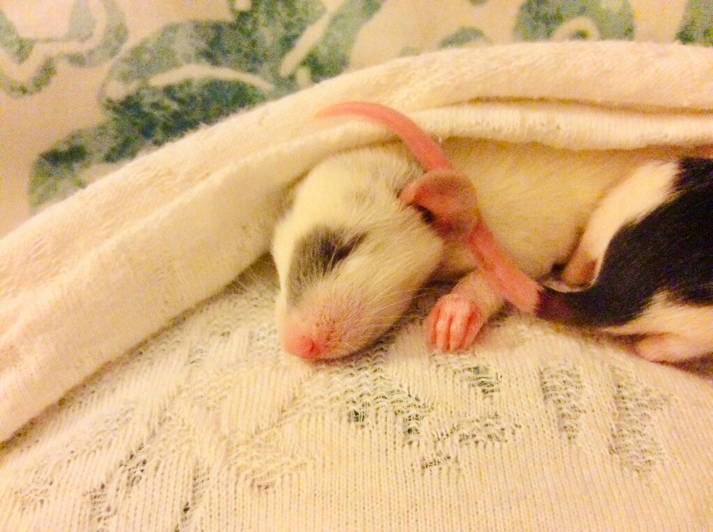 Baby Dumbo rats much loved in Horfield, Bristol Gumtree