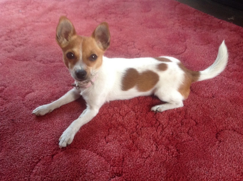 Teacup Jack Russell Photos All