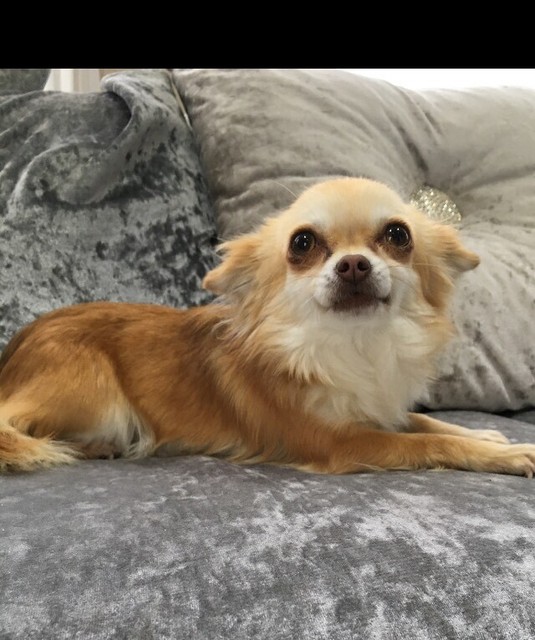 Tiny Female Long Haired Chihuahua In Kessingland Suffolk Gumtree