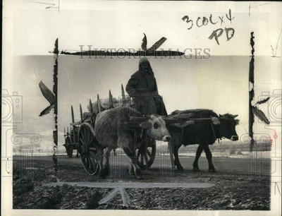 1954 Press Photo Oxes pull man on wagon, Russia - pio04981