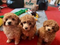 KC reg Toy Poodle pups, parents prcd pra clear