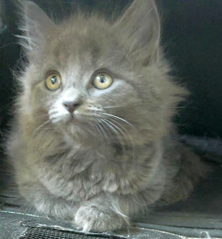 maine coon x russian blue | in Corstorphine, Edinburgh ...