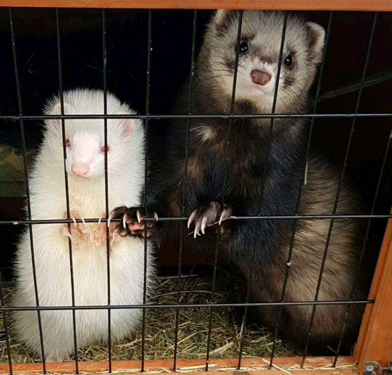 Ferret kits in East Kilbride, Glasgow Gumtree