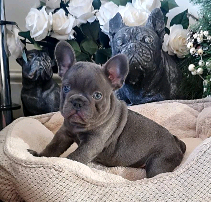 Top Quality Isabella Carriers French Bulldog Puppies In Stoke On Trent Staffordshire Gumtree