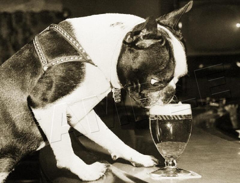 BOSTON TERRIER DRINKING BEER VINTAGE BAR 1959 REPRO DOG PHOTO *CANVAS* ART PRINT
