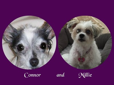 Connor and Millie's Dog Rescue CMDR