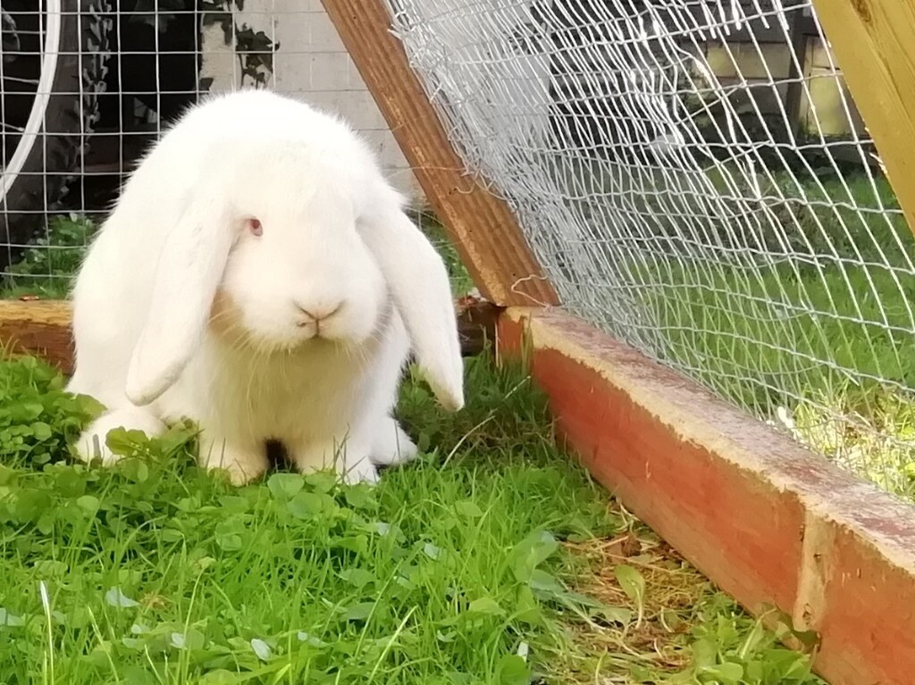 White lopeared rabbit and hutch with run in Falmouth, Cornwall Gumtree