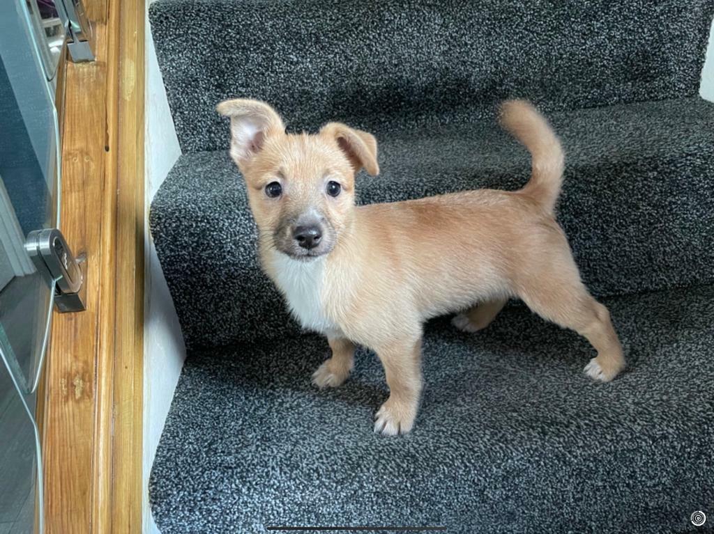 Jackeranian ( Jack Russell x Pomeranian) in Dudley, West Midlands Gumtree