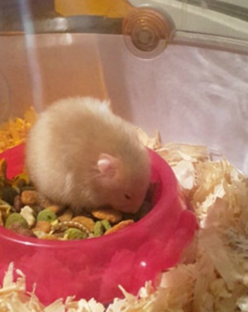 Long Haired Female Syrian Hamster In Paignton Devon