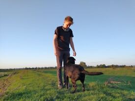 image for Flexible pet sitting and dog walking services - £15 off first booking!