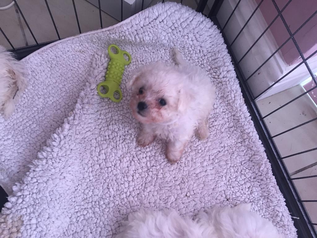Bichon puppies for sale in Hayes, London Gumtree