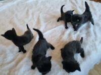 Kittens for sale - vet checked & vaccinated 