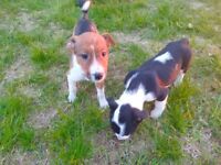 Collie Jack Russell Pups