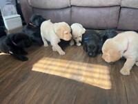 Beautiful Chunky pedigree Labrador Puppies For Sale - 