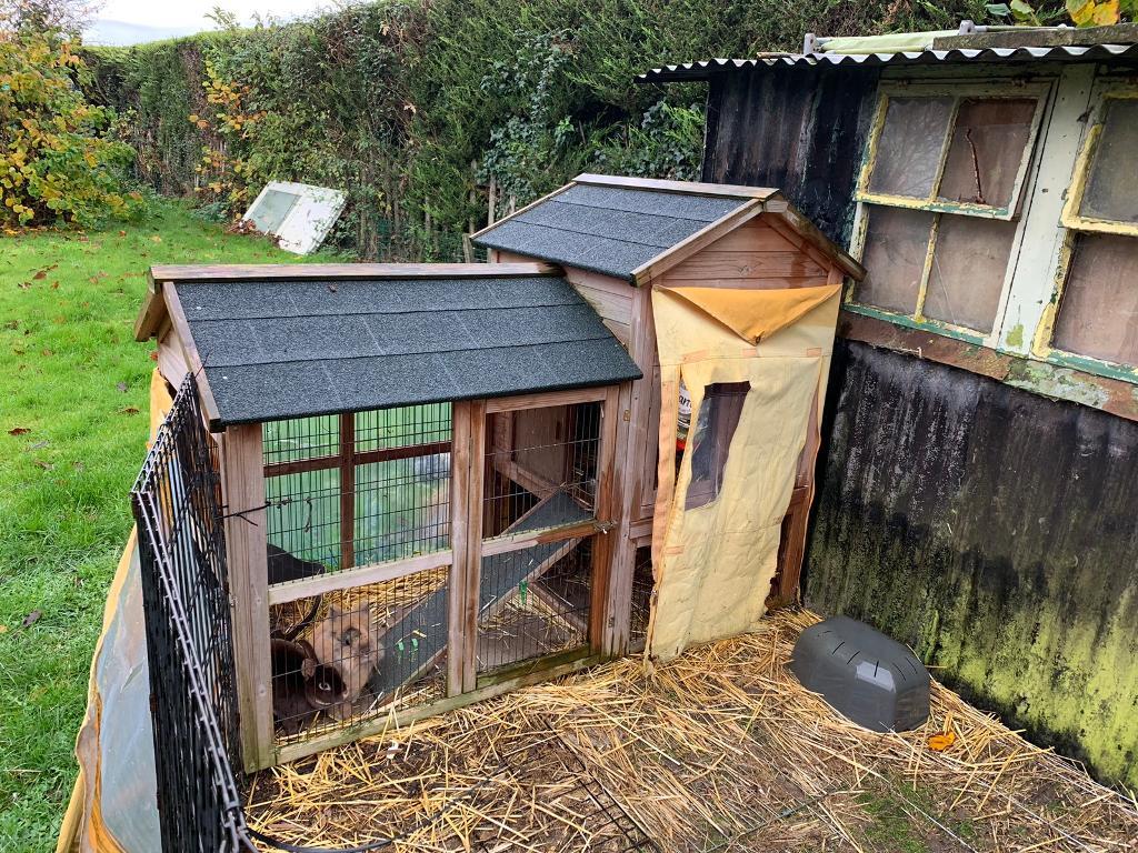 Rabbits & hutch in Dereham, Norfolk Gumtree
