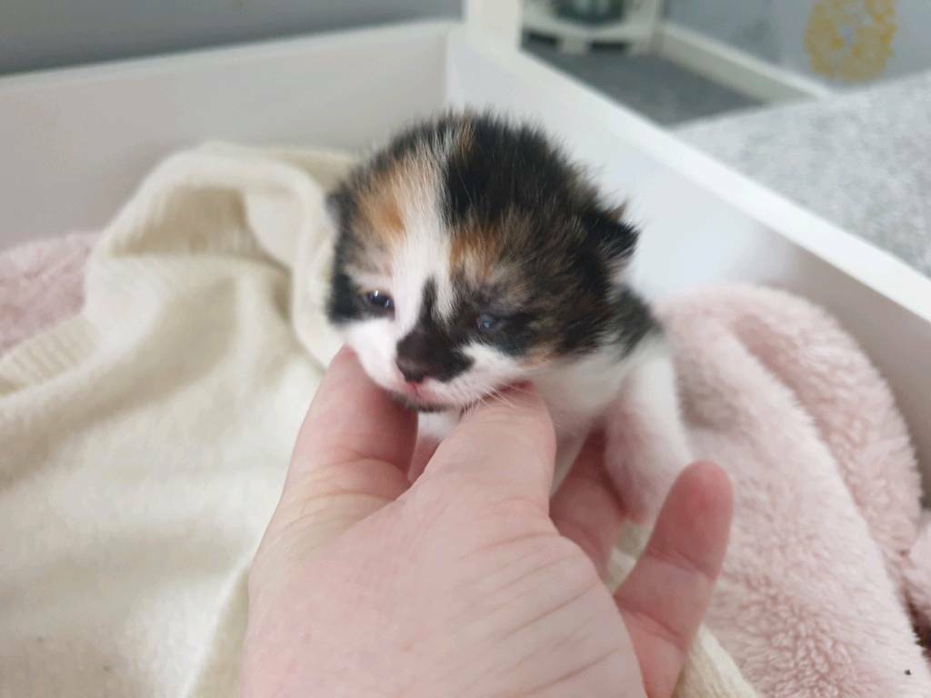 1 kitten left | in Southminster, Essex | Gumtree