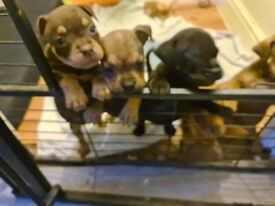 image for Staffy puppies for sale 