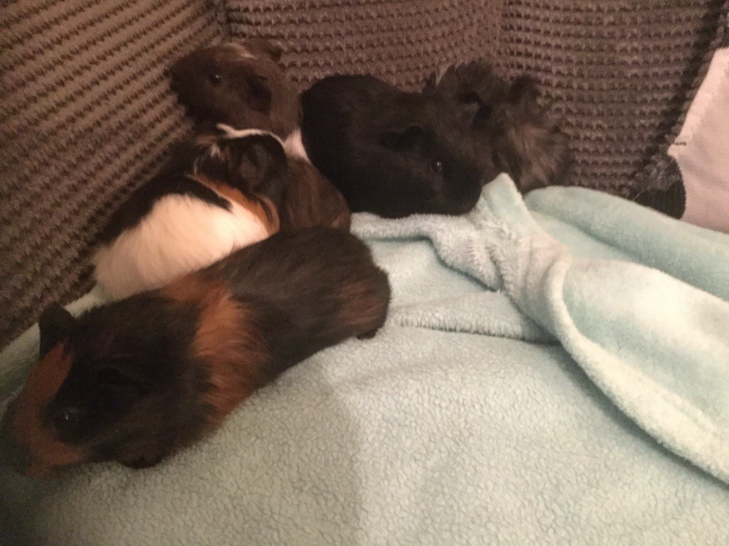 Guinea pigs for sale. in Keynsham, Bristol Gumtree