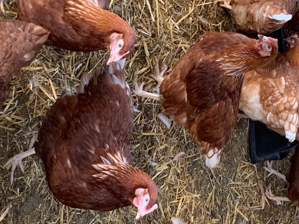 POL PULLETS FOR SALE in Ashford, Kent Gumtree