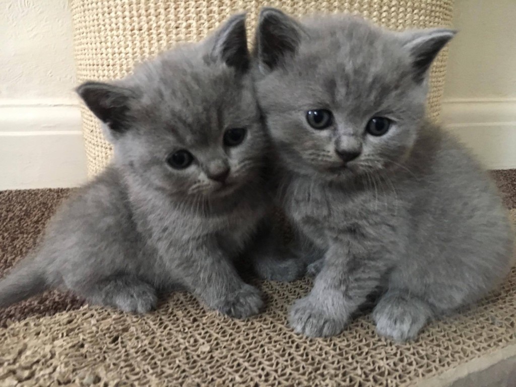 Dark blue and white short hair cat - wide 9