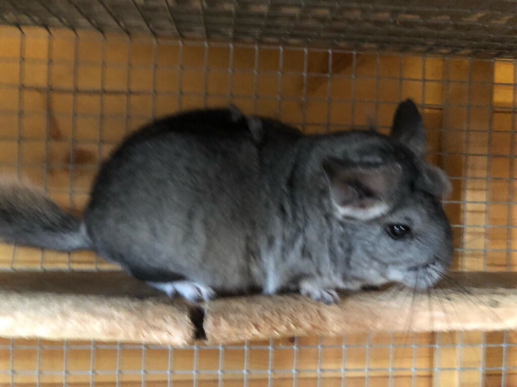 Chinchilla kit in Lyndhurst, Hampshire Gumtree
