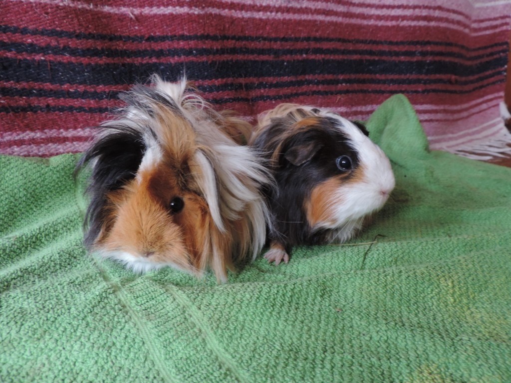 2 gorgeous young female guinea pigs for adoption | in Kenley, London