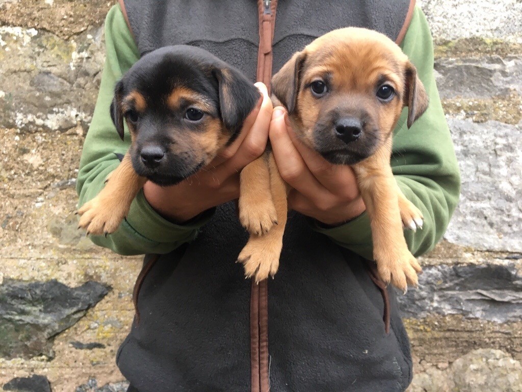 Patterjack Terrier Puppies For Sale in Pitlochry, Perth and Kinross