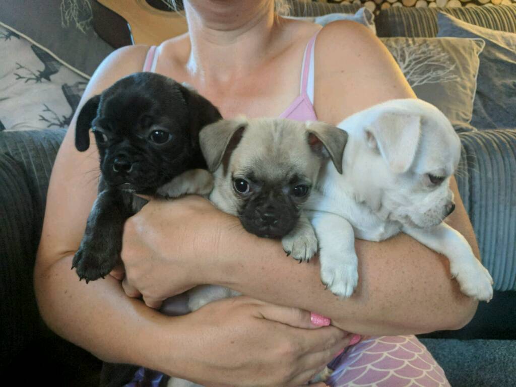 2 boy chug puppies for sale. Ready now! in Sandwell, West