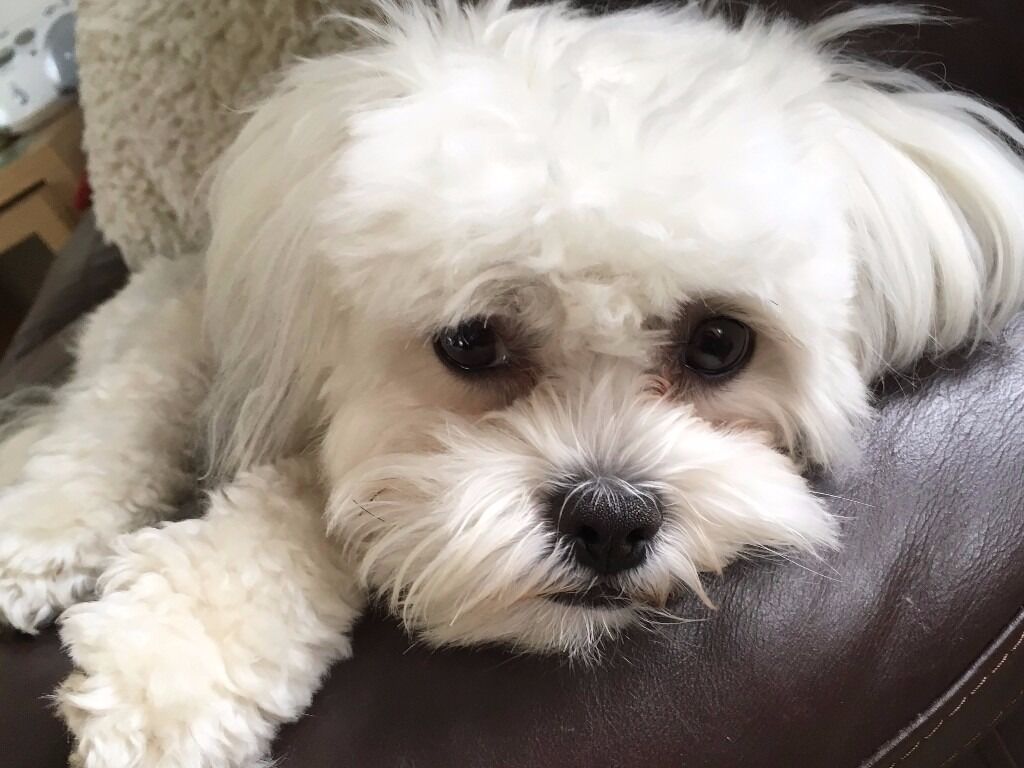 73+ Bichon Frise Shih Tzu Puppies Image - Bleumoonproductions