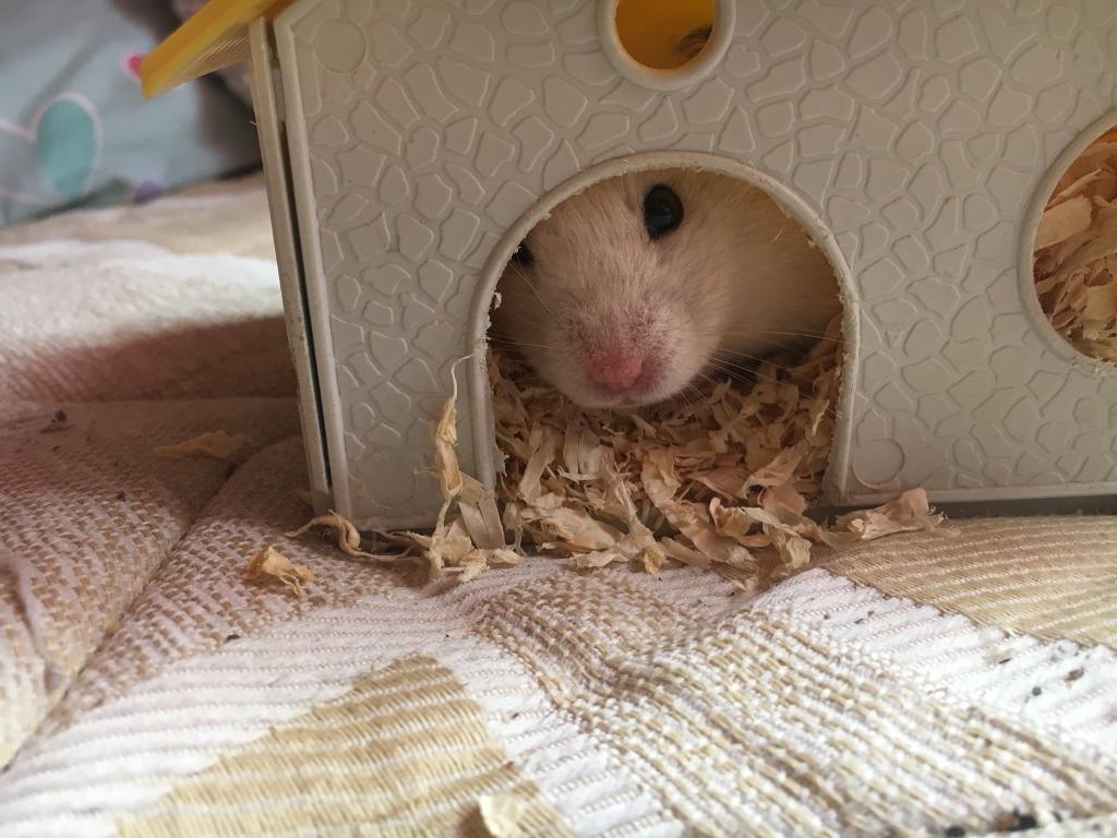 Hamster 🐹 For Sale in Newton Abbot, Devon Gumtree