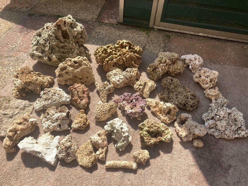 Dead Coral for sale in UK 26 secondhand Dead Corals