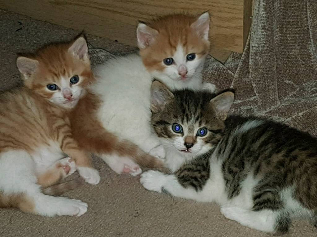 Kittens in Rosyth, Fife Gumtree