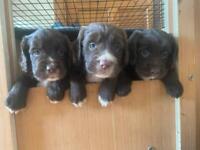KC Registered Working Cocker spaniel puppies parents are health tested 