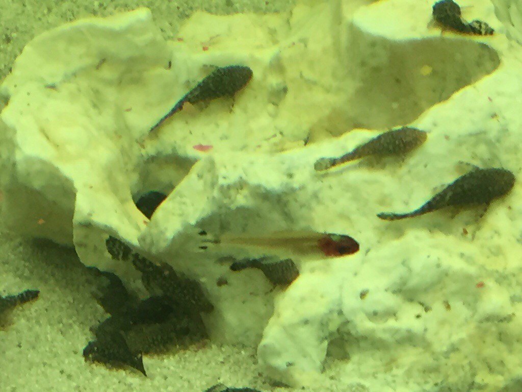 2530 Bristlenose fish for sale. in Middleton St