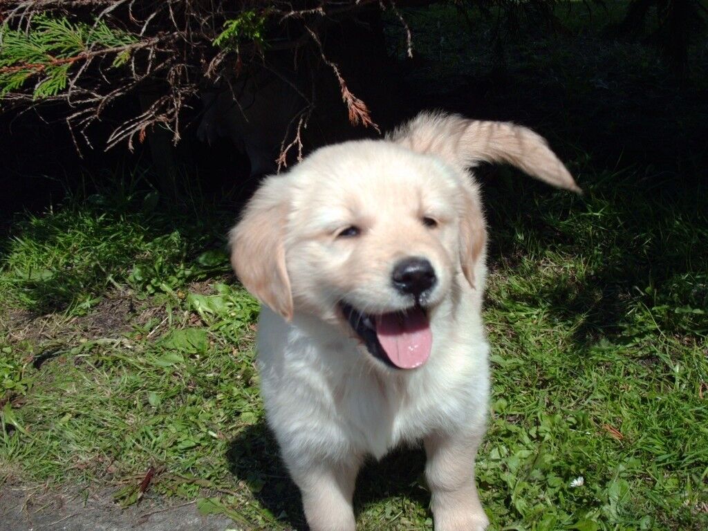 Golden retriever puppy. 1 Female ready to go to new home. in
