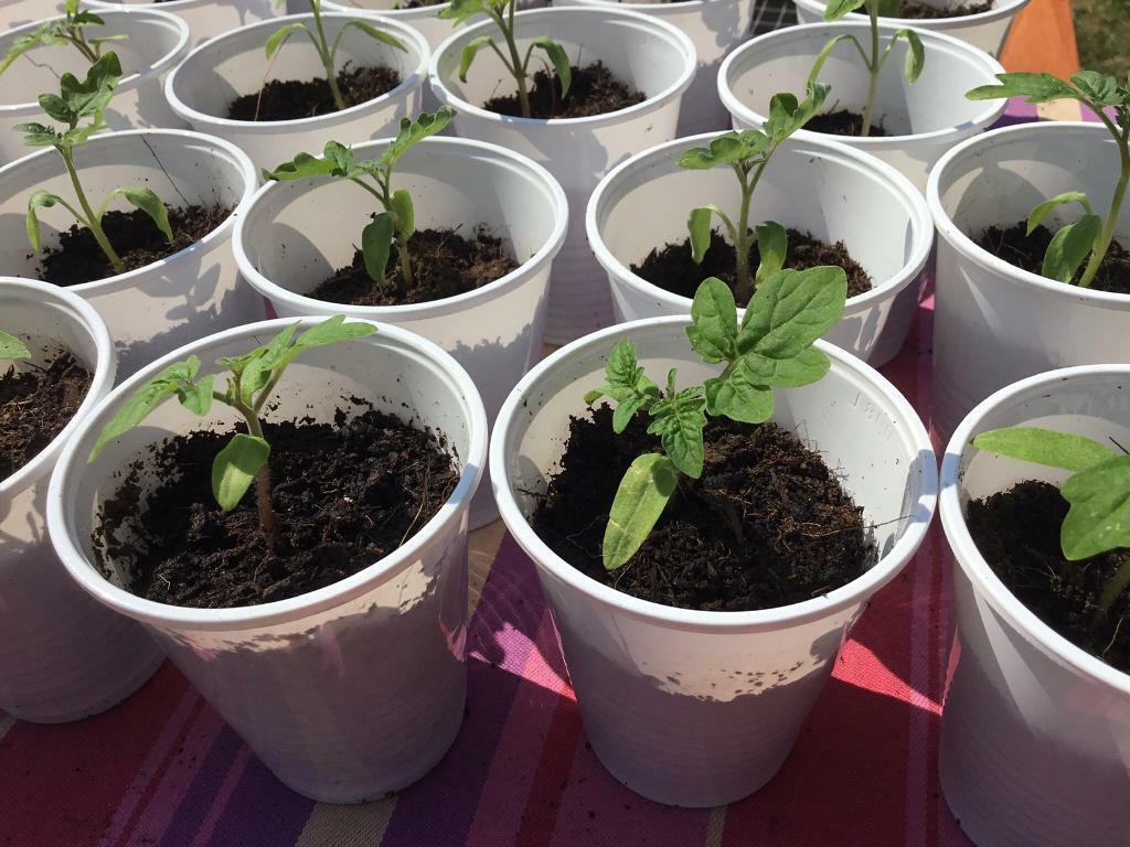 Tomato plants - Tiny Tim cherry tomatoes | in Botley ...