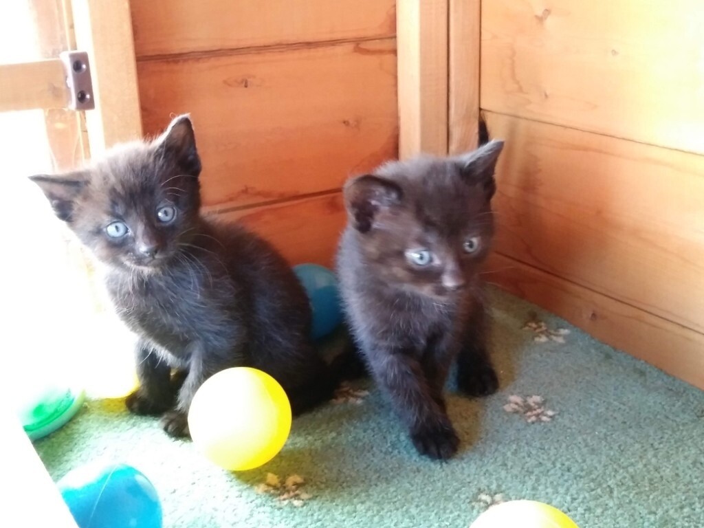 5 Beautiful black kittens for sale in Woodbridge, Suffolk Gumtree