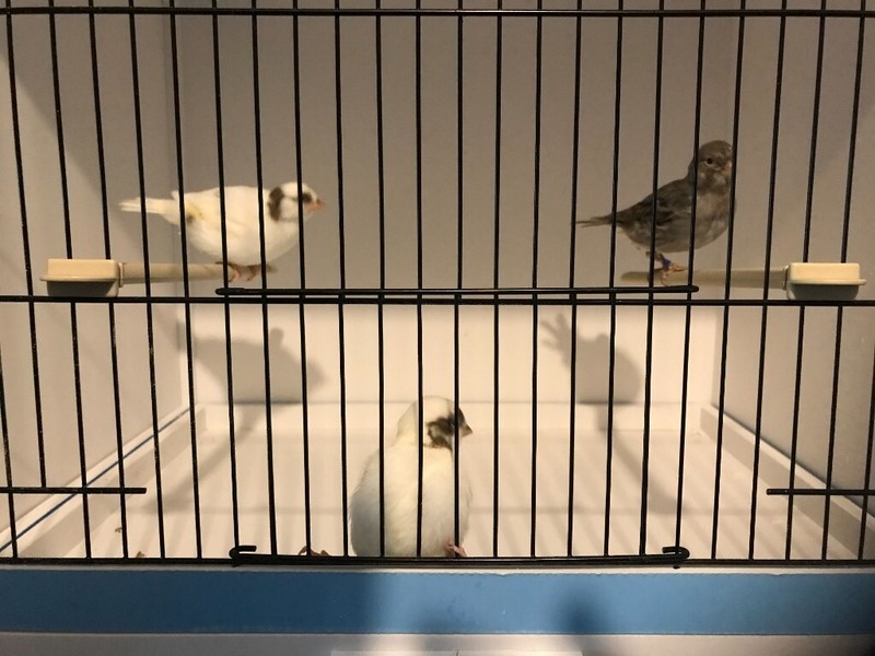 Fife Canaries for sale in UK 23 used Fife Canaries