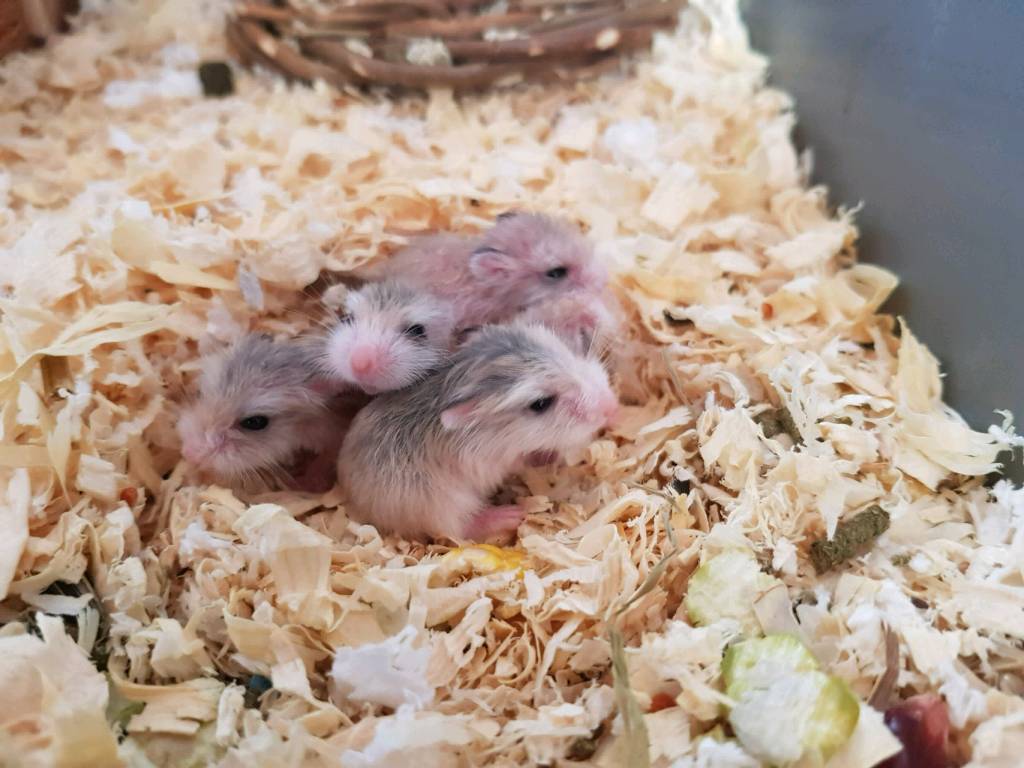Very cute Roborovoski Dwarf Hamsters for Sale! Must go soon in Stoke
