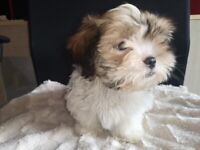 Shih Tzu pup for sale.