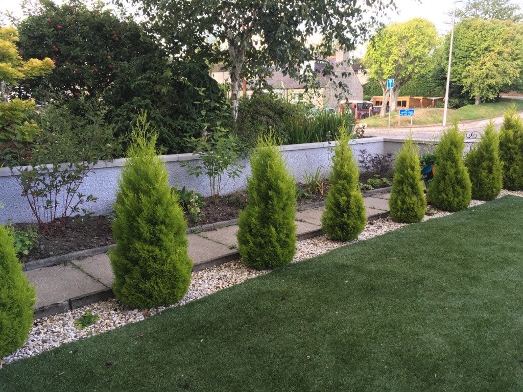 15 well established conifer plants in Peterculter, Aberdeen Gumtree