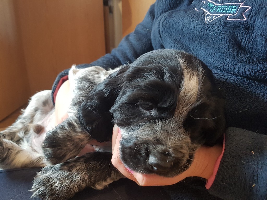 Sprocker Spaniels Blue Roan | in Bowburn, County Durham | Gumtree