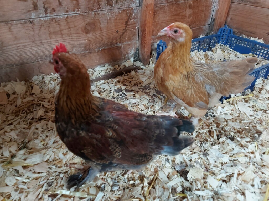 Pekin bantam chickens in Bridgwater, Somerset Gumtree