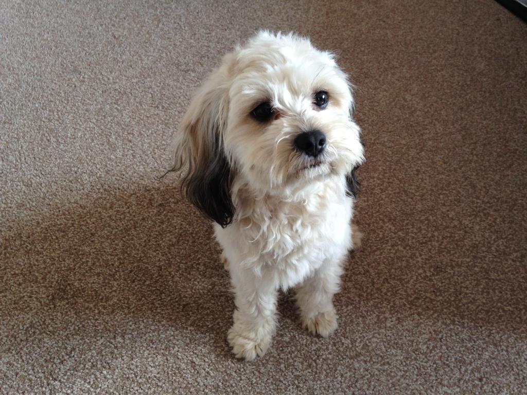 Shizu cross lhasa apso SOLD in Hull, East Yorkshire Gumtree