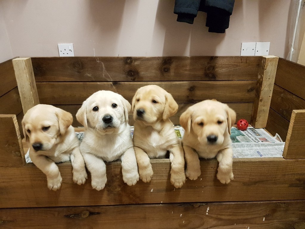 Labrador Puppy For Sale in Gordon, Scottish Borders Gumtree