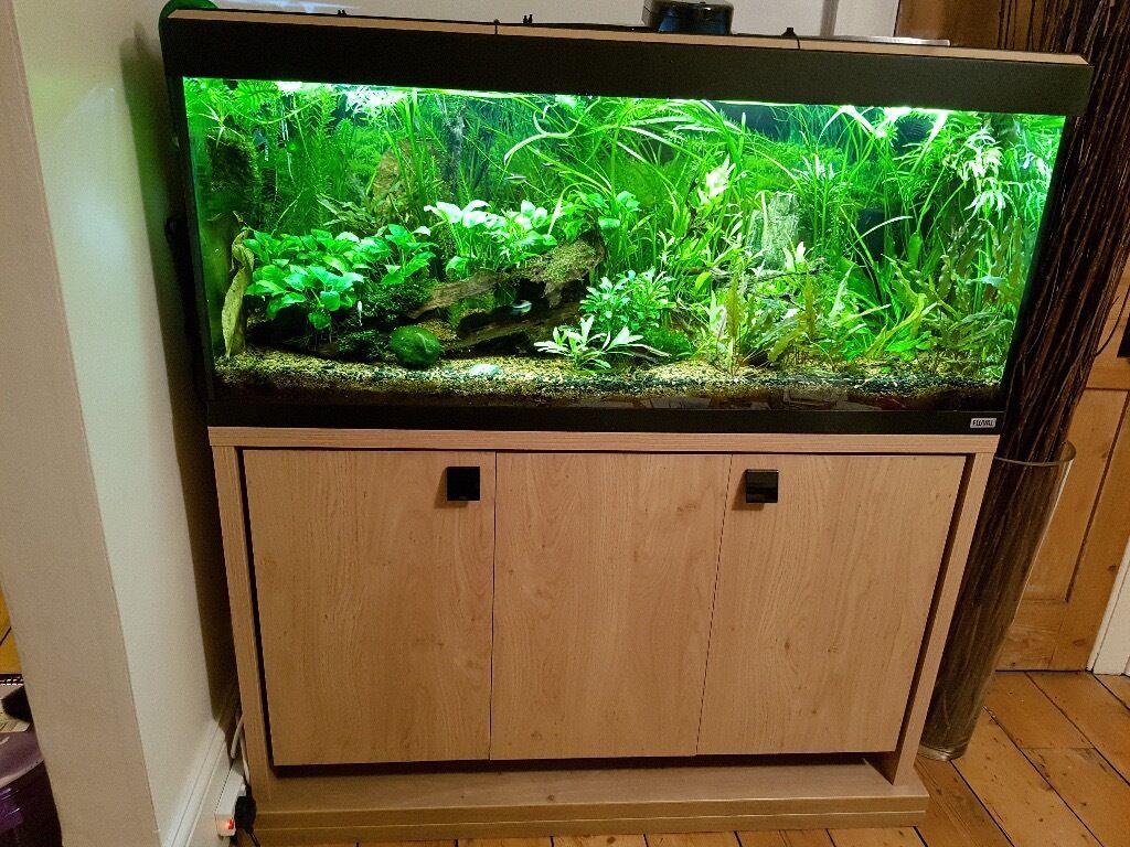  4ft  fish tank Fluval Roma 240l with stand filter and 